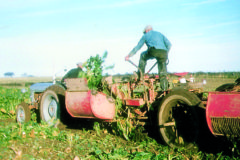 Beet farming of yesteryear in Scotland