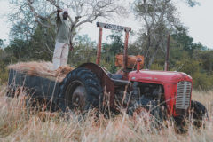 Classic 1957 MF 35 tractor working in Tanzania
